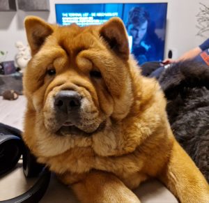 Sbi-Wang Bonnie möchte wohl kuscheln