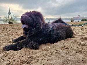 Sbi-Wang Daifuku am Elbestrand