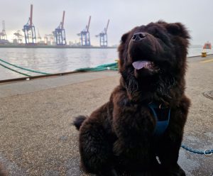 Sbi-Wang Daifuku im Hamburger Hafen.