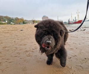 Sbi-Wang Deicide am Elbestrand.