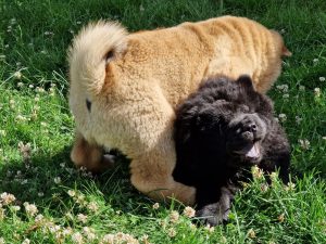 Sbi-Wang Bonnie und Sbi-Wang Daifuku am Spielen (Welpenalter)