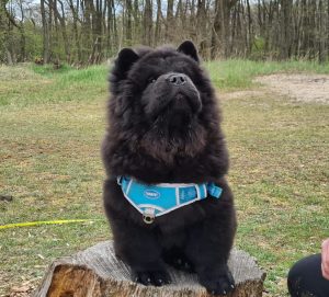 Sbi-Wang Yakimo (†) posiert Stolz (Welpe)