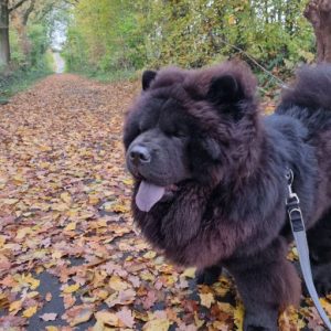 Sbi-Wang Yakimo (†) im Wald.