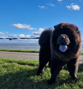 Sbi-Wang Deicide am Deich bei Büsum
